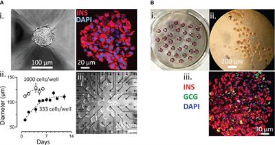 Extracellular electrophysiology on clonal human β-cell spheroids
